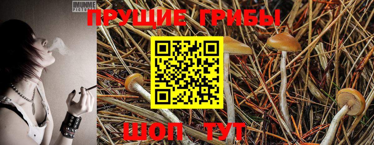 Псилоцибиновые грибы Psilocybine cubensis  Вход с VPN  как найти закладки  Лесосибирск 